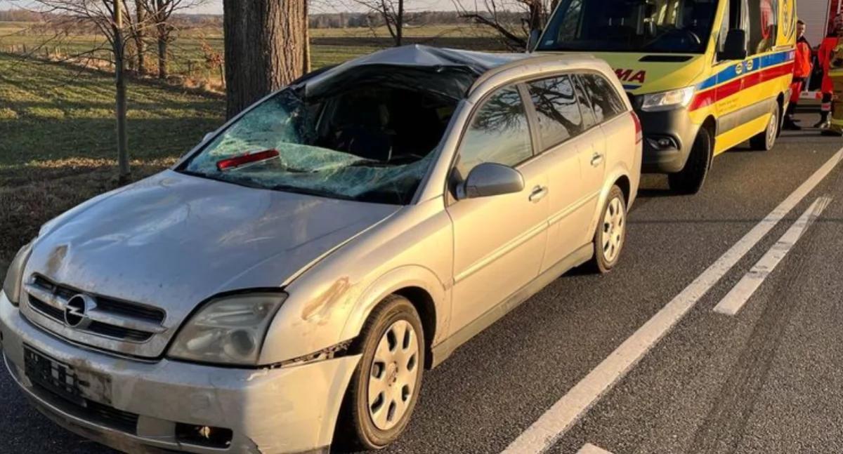 Wypadki drogowe, osoby ranne zderzeniu łosiem drodze gminie Godkowo - zdjęcie, fotografia