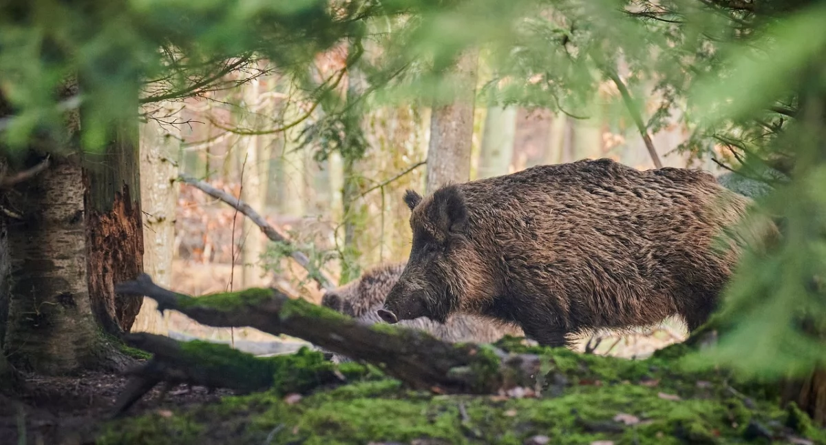 Zdjęcie jest tylko ilustracją do tekstu (fot. Pixabay)