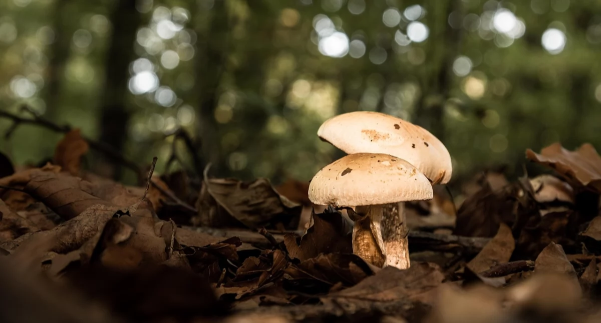Zdjęcie jest tylko ilustracją do tekstu (fot. Pixabay)