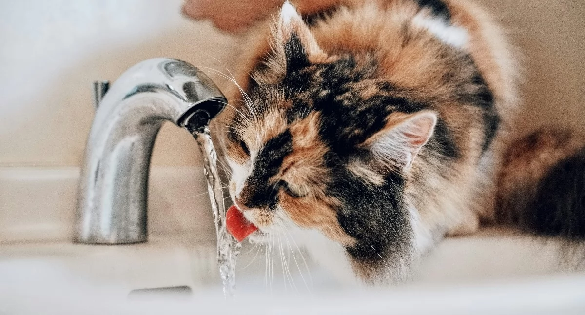 Czy w Elblągu można pić wodę prosto z kranu? // fot. Unsplash