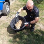 Strażnicy miejscy pomogli młodemu dzikowi Straż Miejska w Elblągu