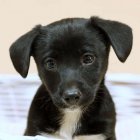  OTOZ Animals Elbląg
