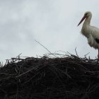 Bocian gnazduje w Rubnie Aleksandra Szymańska