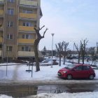 Podcinka drzew na osiedlu Za Politechniką nadesłane