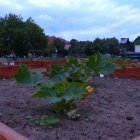 Eko-ogródek w centrum Elbląga Aleksandra Szymańska