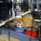 5. rewia kotów z elbląskiego schroniska Aleksandra Szymańska