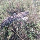  Ptak po odpoczynku odleciał o własnych siłach (fot. Sławek i Ania) 
