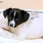 OTOZ Animals Elbląg