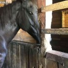 Azyl dla koni w Nowakowie wymaga remontu nadesłane