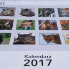 zdjęcie nr 11