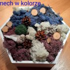 Tropikalny las w szkle archiwum prywatne