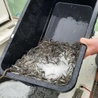 Zarybianie Zalewu Wiślanego Instytut Rybactwa Śródlądowego w Olsztynie