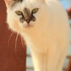 Baśka OTOZ Animals Schronisko w Elblągu