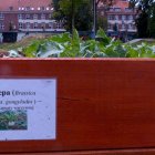 Eko-ogródek w centrum Elbląga Aleksandra Szymańska