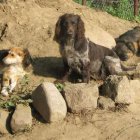 Nutka, Sofi i Tosia