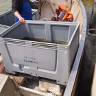 Zarybianie Zalewu Wiślanego Instytut Rybactwa Śródlądowego w Olsztynie