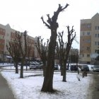 Podcinka drzew na osiedlu Za Politechniką nadesłane