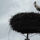 Bocian gnazduje w Rubnie Aleksandra Szymańska