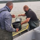 Zarybianie Zalewu Wiślanego Instytut Rybactwa Śródlądowego w Olsztynie