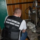 Zatrzymani przez Straż Graniczną WMOSG