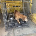  OTOZ Animals Braniewo