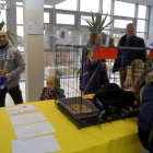 5. rewia kotów z elbląskiego schroniska Aleksandra Szymańska