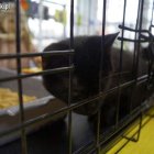 5. rewia kotów z elbląskiego schroniska Aleksandra Szymańska