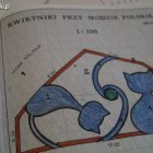 Projekty letnich obsad w Elblągu Aleksandra Szymańska