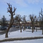 Podcinka drzew na osiedlu Za Politechniką nadesłane