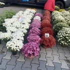 zdjęcie nr 49