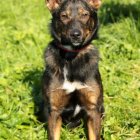Poldek OTOZ Animals Schronisko w Elblągu