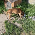  OTOZ Animals Braniewo