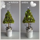 Tropikalny las w szkle archiwum prywatne