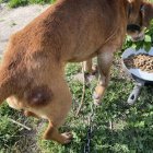  OTOZ Animals Braniewo