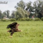 zdjęcie nr 9