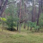 zdjęcie nr 36