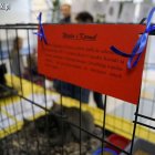 5. rewia kotów z elbląskiego schroniska Aleksandra Szymańska