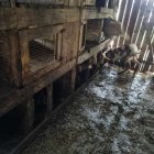  Ośrodek Okresowej Rehabilitacji Zwierząt Jelonki