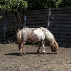 zdjęcie nr 11