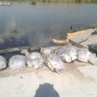  www.pzw.elblag.pl