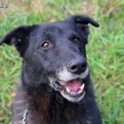 Kobalt OTOZ Animals Schronisko w Elblągu