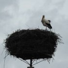 Bocian gnazduje w Rubnie Aleksandra Szymańska