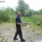  nadesłane/Straż Miejska w Elblągu