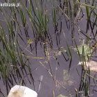  Czytelnik DE