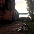 Azyl dla koni w Nowakowie wymaga remontu nadesłane