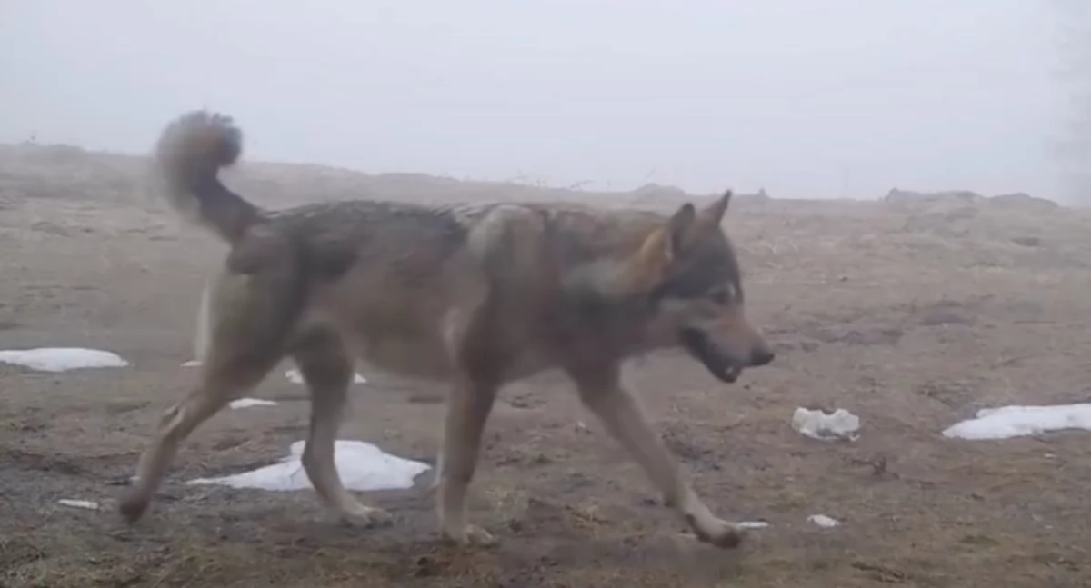 [WIDEO] Uwaga wilki!