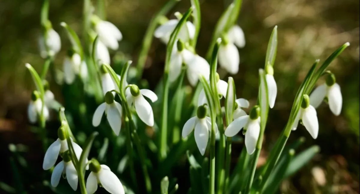 Wiosenne słońce nagle zniknie? Nad Polskę nadchodzi fala zimna