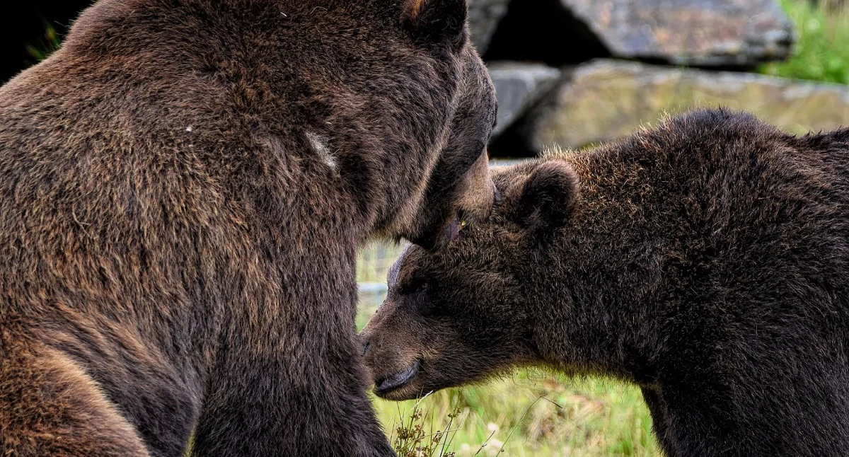 Tragiczna śmierć diakona w górach. Prawdopodobnie zaatakował go niedźwiedź grizzly