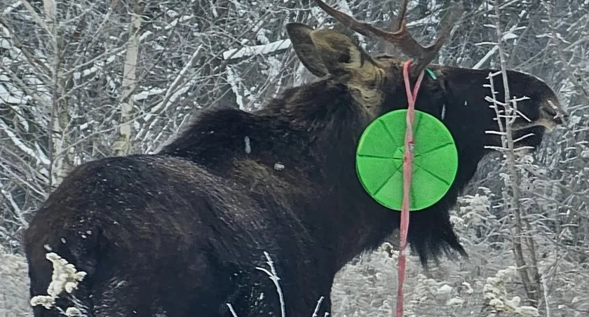 Tak wygląda granica między domem a dziką naturą