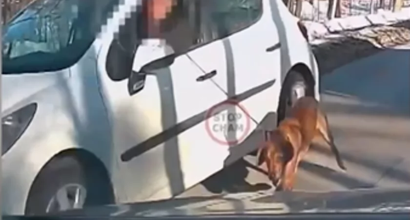 Ciągnął psa za samochodem. Skandal w Ząbkach